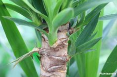 a close up view of a plant with very large leaves on it's trunk