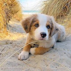 a brown and white dog laying on top of a sandy beach next to tall grass