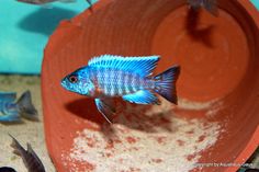 a blue and white fish in an aquarium