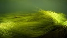 some green grass floating in the water with it's long hair blowing up and down