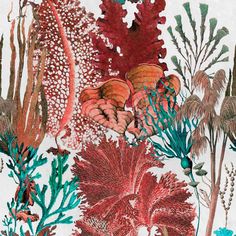 an illustration of corals and seaweed on a white background