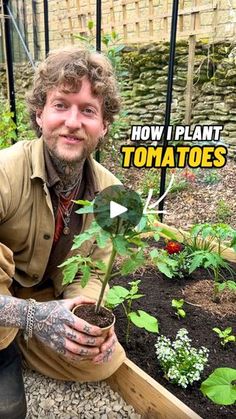 a man kneeling down next to a plant in a garden with the words how i plant tomatoes on it