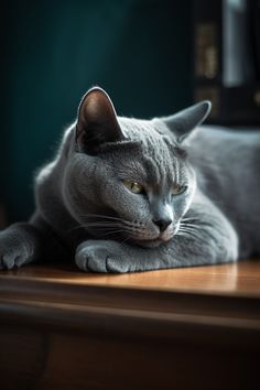 a gray cat laying on top of a wooden table