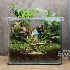 a glass container filled with plants on top of a wooden table