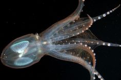 an image of a squid that is floating in the water