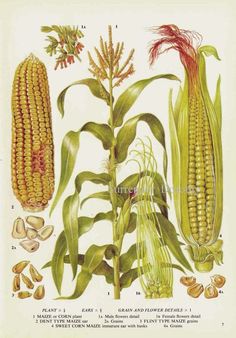 an illustration of corn on the cob and other vegetables that are not native to the united states