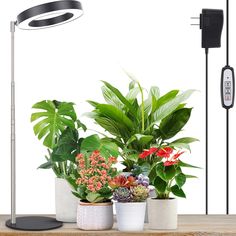 an assortment of potted plants on a table with a light and remote control in the background