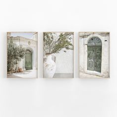 three pictures hanging on the wall with vases in front of them and an olive tree next to it