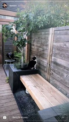 a black and white cat sitting on top of a wooden bench next to a tree