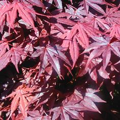 purple leaves are growing on the tree outside