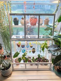 several houseplants and plants in pots on a window sill with glass panes