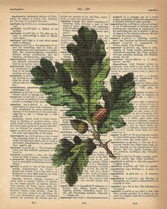 an old book page with leaves and acorns on it