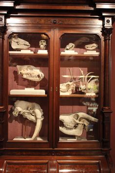 a wooden display case filled with skulls and bones