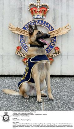 a german shepard dog sitting in front of a wall with wings on it's back