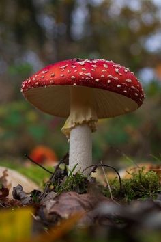 a red and white mushroom sitting on top of leaves in the forest next to trees