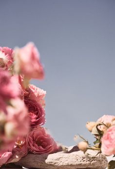 some pink flowers are on top of a rock