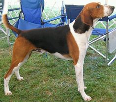 a brown and black dog standing on top of a grass covered field next to blue chairs