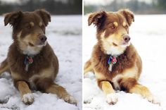 two dogs are sitting in the snow and one is looking at the camera while the other looks up