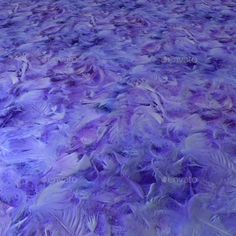 purple feathers are scattered on the ground