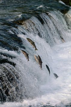 several fish jump into the water from a waterfall