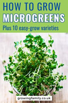 how to grow microgreens plus 10 easy - grow varieties by growing family co uk