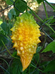 a yellow and green flower growing on the side of a wire fence in a garden