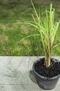 a potted plant sitting on top of a cement floor next to a grass field