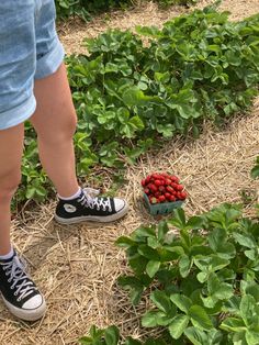 a person standing next to a box of strawberries on the ground in a field