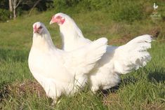 two white chickens are standing in the grass