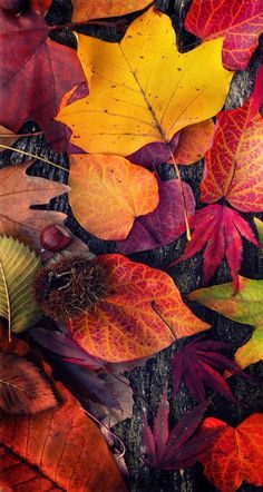 colorful autumn leaves and acorns laying on the ground in front of a wooden surface