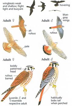 the different types of birds are shown in this diagram, and each bird has its own name