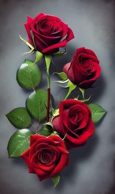 three red roses with green leaves on a gray background