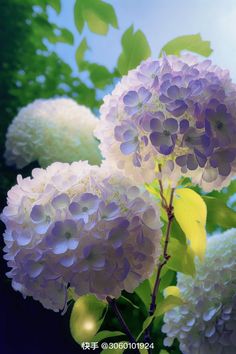 purple and white flowers with green leaves in the background