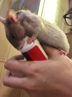 a person holding a small rodent on top of a red and white cup in their hand