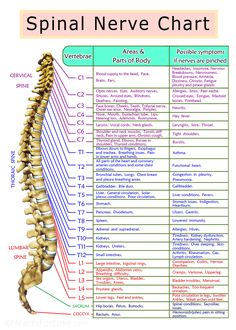 This Spinal Nerve Chart indicates that when a nerve is pinched by vertebrae it can be traced to which areas of the body might be affected and what symptoms could be part of this. It is an interesting chart for cross-referencing symptoms, vertebrae and areas of the body. Professional prints are printed on Kodak ENDURA professional paper for the highest quality and durability. Spinal Nerves Anatomy, Nerve Anatomy, Nervus Vagus, Spinal Nerve, Reflexology Chart, Spine Health, Medical Knowledge, Nerve Pain, Anatomy And Physiology