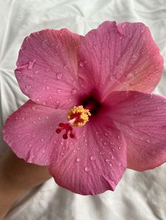 a pink flower with water droplets on it's petals is being held by someone