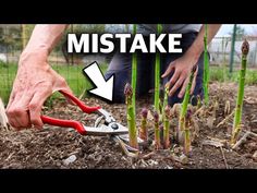 a man is cutting plants with scissors in the dirt and text that says, how to plant