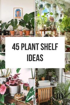 the words, 45 plant shelf ideas are shown in four different pictures with plants on them