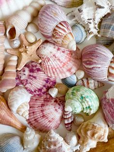 several seashells and starfish are arranged on a white surface