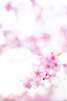 pink flowers are blooming on the branches of trees in front of a white background