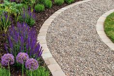 a garden with purple flowers and gravel path