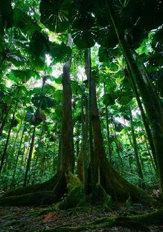 the forest is full of trees and plants