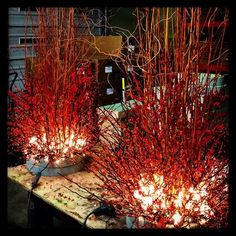 some red plants are sitting on a table with white lights in front of the planters