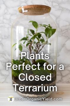 a glass jar filled with plants sitting on top of a white marble counter next to the words plants perfect for a closed terrarium