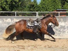 a horse that is standing in the dirt with it's saddle on its back