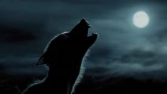 a wolf is looking up at the moon