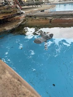 an animal statue is in the middle of a pool