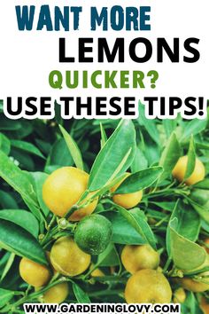 How To Care Lemon Tree [Step by Step] Lemon Trees In Pots, Grow Lemon Tree, Indoor Lemon Tree, Trees In Pots