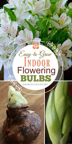 an image of indoor flowering bulbs with text overlay