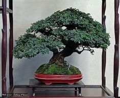 a bonsai tree sitting on top of a wooden table